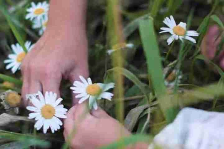 Picture of Flowers
