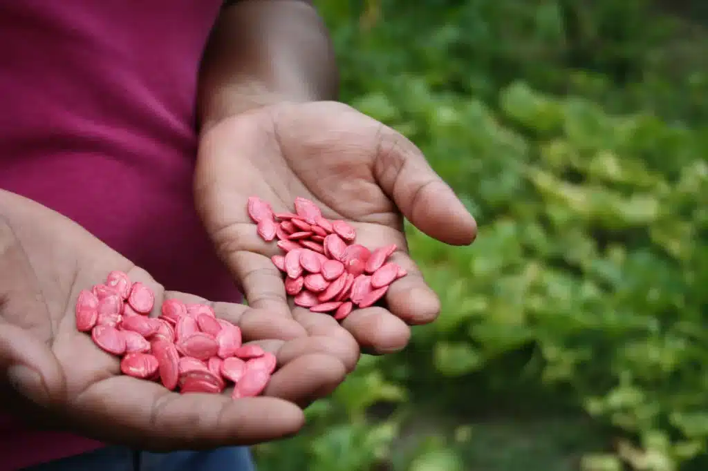 Seeds in hand