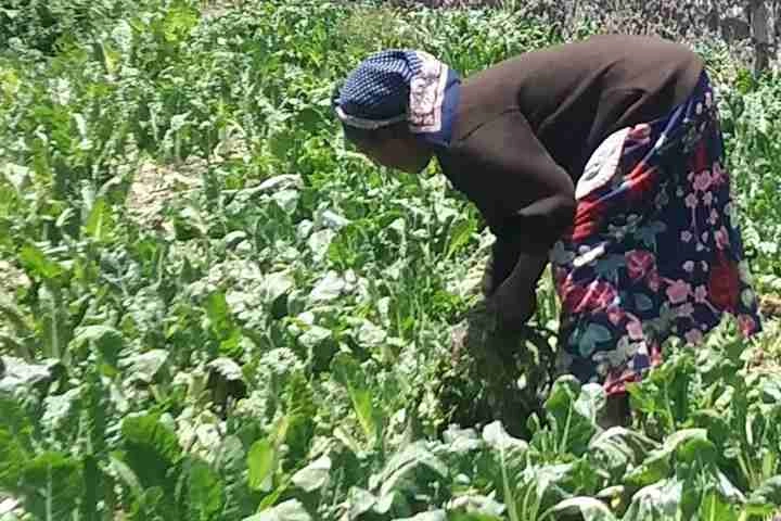 Picture of woman working in farm